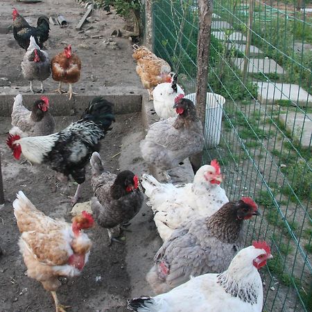 Gite Chez Mamie - 7 Personnes A Sainte Livrade Sur Lot Exterior foto